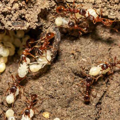 Country Lore: Clean Dishes, Dead Ants